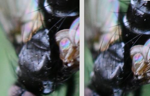 Gastrolepta anthracina